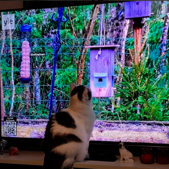CATSTAGRAM